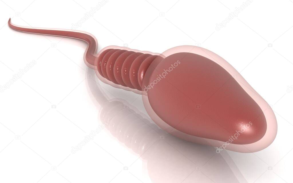 3D illustration of sperm on color background