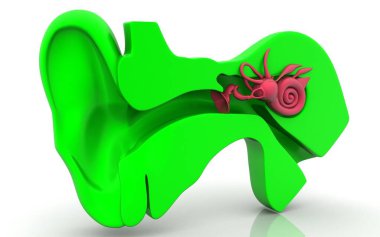 3D illustration of inner ear .Cochlea in color background clipart