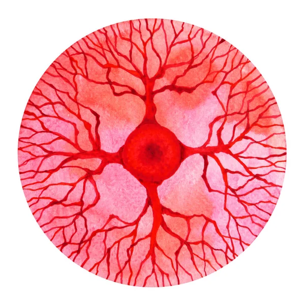Culoarea roșie a conceptului rădăcină simbol chakra, flori florale, pictura acuarelă — Fotografie, imagine de stoc