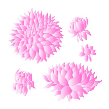 şakayık çiçek seti vektör illüstrasyon tasarım el çizimi