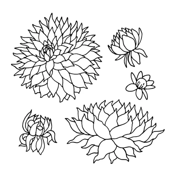 Peonía flor floral conjunto vector ilustración diseño mano dibujo — Archivo Imágenes Vectoriales