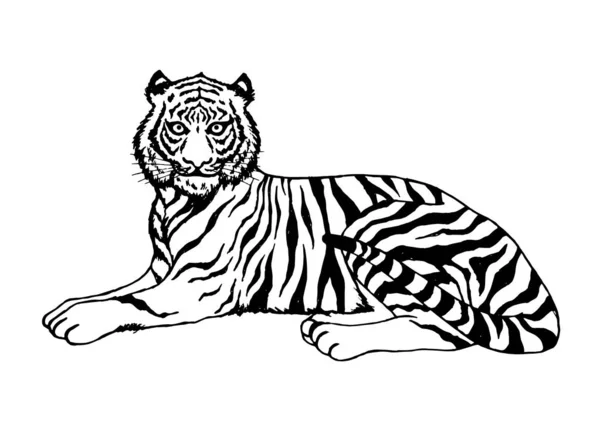 Tigre sentado vector ilustración diseño mano dibujo arte — Vector de stock