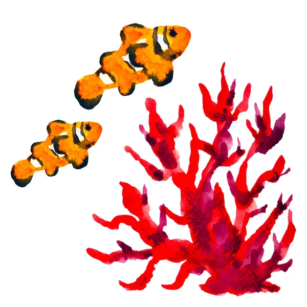 Arancio clownfish nuoto in mare oceano acquerello pittura illustrazione disegno mano disegno — Foto Stock