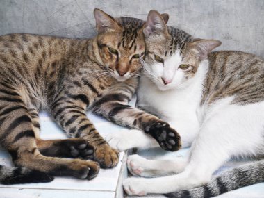 sevimli çift kediler gri beton duvar arka plan birlikte uyku