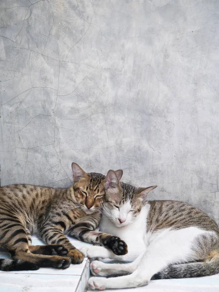 Cute couple cats sleeping together grey concrete wall background