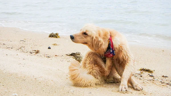 Cane carino golden retriever graffiare sulla spiaggia posa divertente — Foto Stock