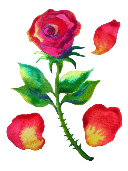 Set singola rosa rossa e foglia, pittura ad acquerello, illustrati — Foto Stock