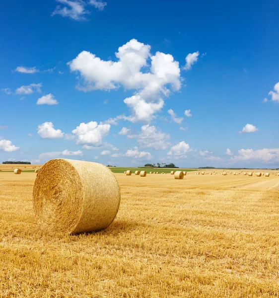 黄金稻草包干草在茬田 在蓝天下的农业领域与云 — 图库照片