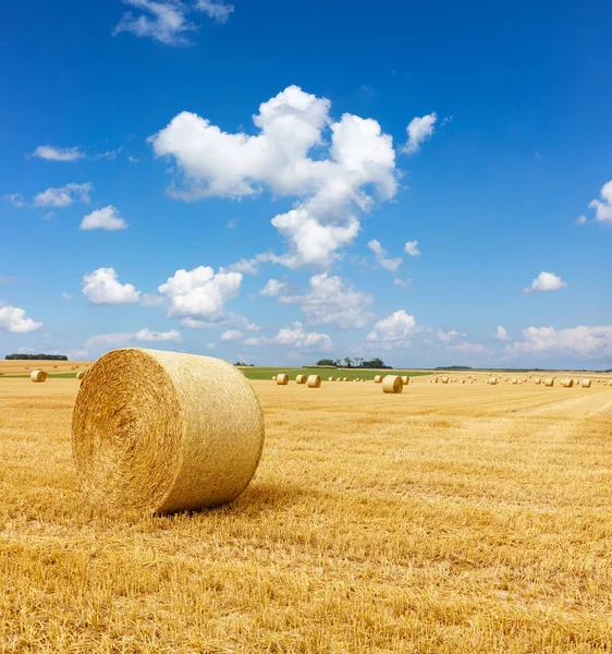 Gelb Goldene Heuballen Auf Dem Stoppelfeld Landwirtschaftliches Feld Unter Blauem — Stockfoto