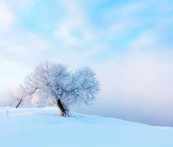 Winter landscape. Cold day.