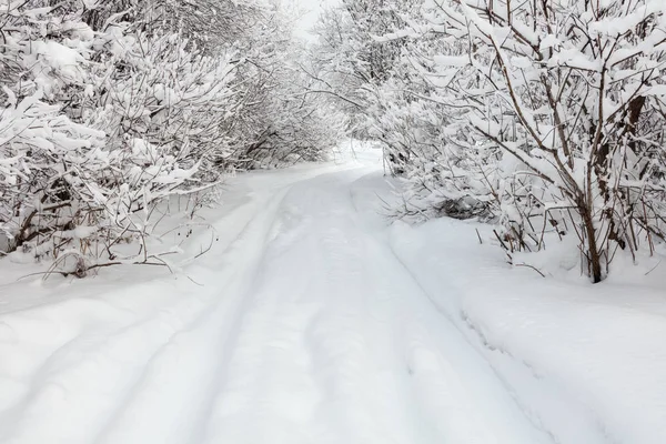 Winter landscape. Cold day.