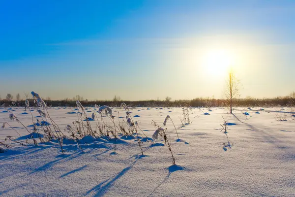 Winter landscape. Cold day.