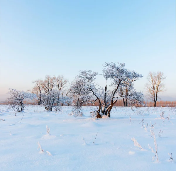 Winter landscape. Cold day.