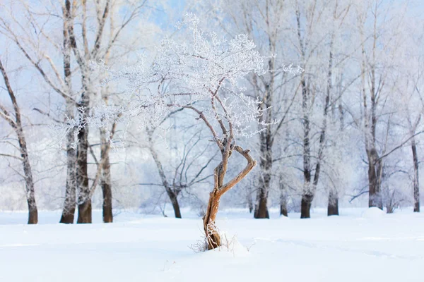 Winter landscape. Cold day.