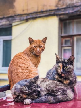 kedi, yavru kedi, Doğa, ev içi kullanımına yönelik