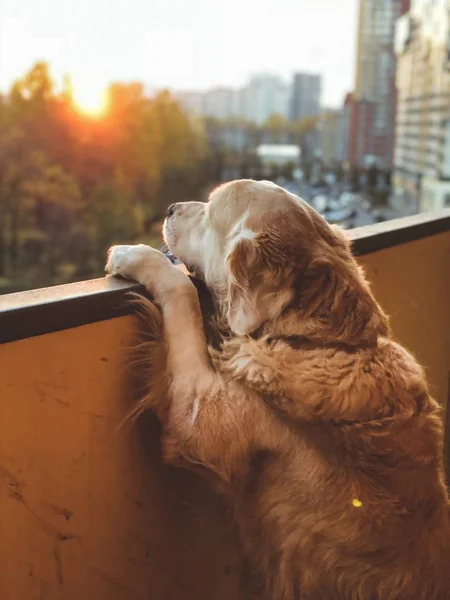 Animal Cão Goldenretriver Verão Imagens Royalty-Free