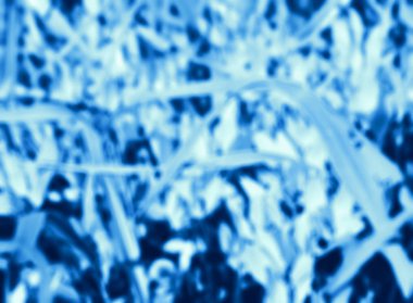 Çim arka plan. Bulanık tonda fotoğraf.