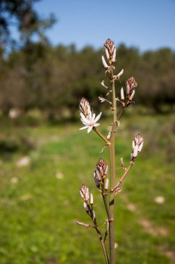 İlkbaharda çiçek açan asphodel. Seçici odak.