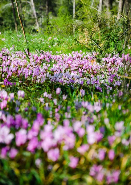 Flores Ciclame Floresta Fundo Primavera — Fotografia de Stock