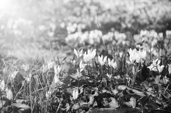 Cyclamen Bloemen Bos Zonlicht Stralen Gloed Lente Achtergrond Leeftijd Foto — Stockfoto