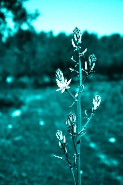 在春天绽放的阿萨诺德尔 选择性对焦 色调照片 — 图库照片