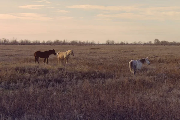 Eine Fabelhafte Herde Pferde — Stockfoto