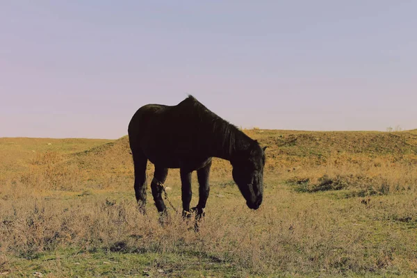 不思議な悲しい孤独な馬 — ストック写真