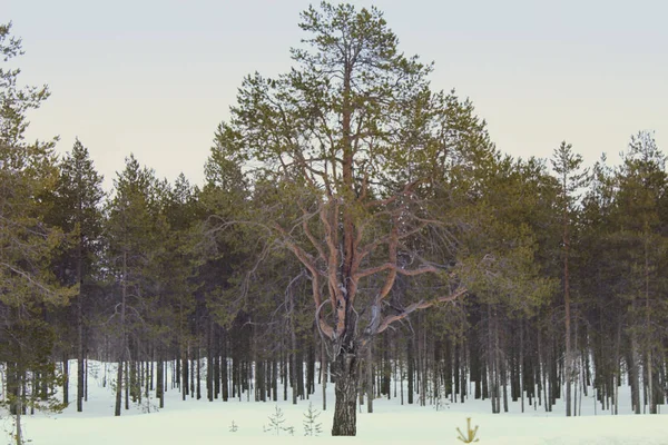 Beatiful lone tree in winter forest
