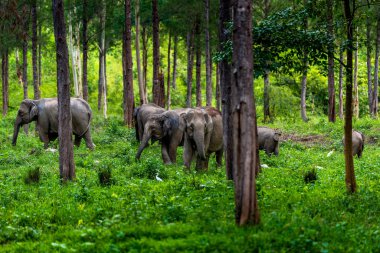 Asya yaban fil Kuiburi Milli Parkı, Tayland