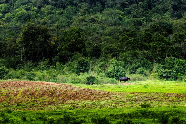 Bull Kui Buri Nationaal Park Thailand — Stockfoto