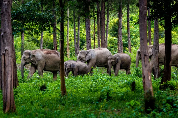 Ασιατικός Ελέφαντας Άγρια Kuiburi Εθνικό Πάρκο Ταϊλάνδη — Φωτογραφία Αρχείου
