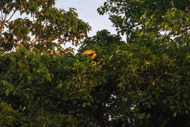 Kartallar Khao Yai Milli Parkı