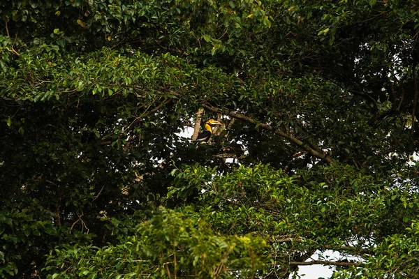 Hornbill Del Parque Nacional Khao Yai —  Fotos de Stock