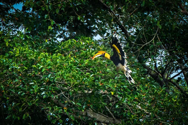 Hornbill Parque Nacional Khao Yai — Fotografia de Stock