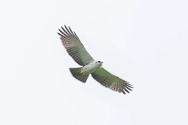 Predador Voo Montanha Falcão — Fotografia de Stock