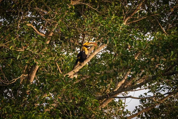 Hornbill Parku Narodowego Khao Yai — Zdjęcie stockowe