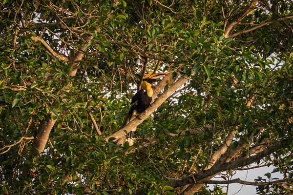 Khao Yai Nemzeti Park Szarvascsőrű — Stock Fotó