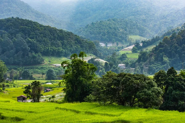 泰国清迈山上的稻田 — 图库照片