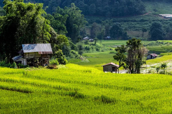 Ryżowe Pole Skoczni Chiang Mai Tajlandia — Zdjęcie stockowe