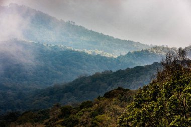 Yüksek dağ rainforest Tayland