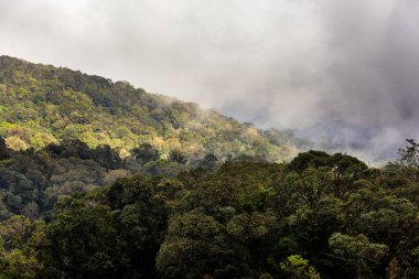 Yüksek dağ rainforest Tayland