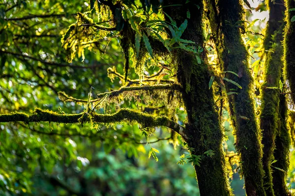 泰国清迈侬雨林的苔藓 — 图库照片