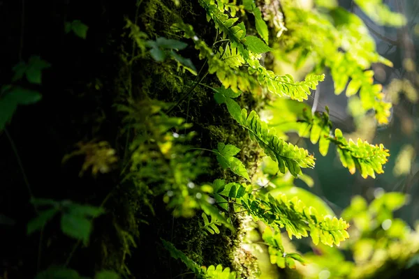 泰国清迈侬雨林的苔藓 — 图库照片