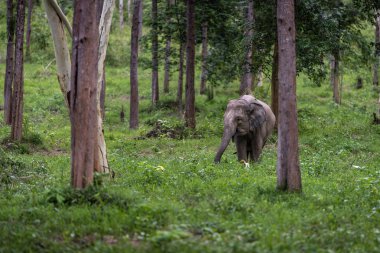 Asya yaban fil Kuiburi Milli Parkı, Tayland