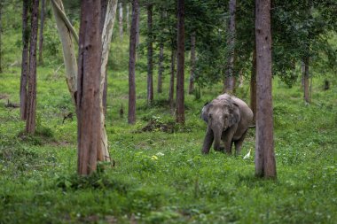 Asya yaban fil Kuiburi Milli Parkı, Tayland