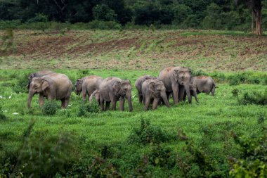 Asya yaban fil Kuiburi Milli Parkı, Tayland
