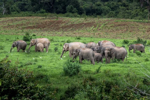Elefante Selvatico Asiatico Kuiburi National Park Thailandia — Foto Stock
