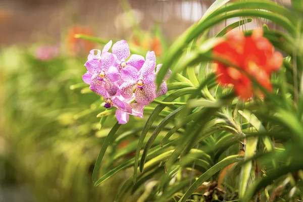Güzel Kırmızı Orkide — Stok fotoğraf