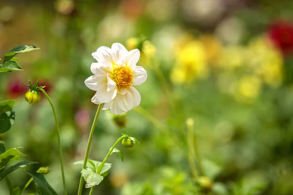 Beautiful Red Orcid — Stock Photo, Image