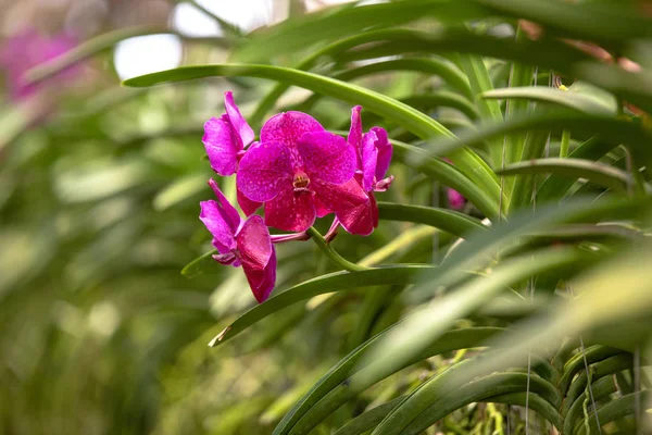Güzel Kırmızı Orkide — Stok fotoğraf